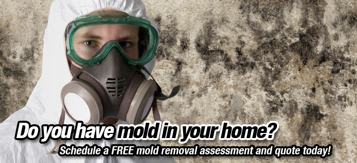 Mold Removal North Tustin, CA