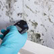 Orange mold specialist evaluating hidden moisture and mold damage