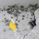 Professional mold containment and remediation procedures in Mission Viejo