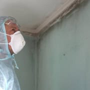 mold removal