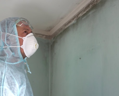 mold removal